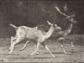 Plate 684 Fallow deer. A: Buck and doe  trotting. B: Two does trotting — figure reference